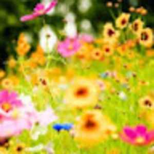 Meet your Posher, Sofi